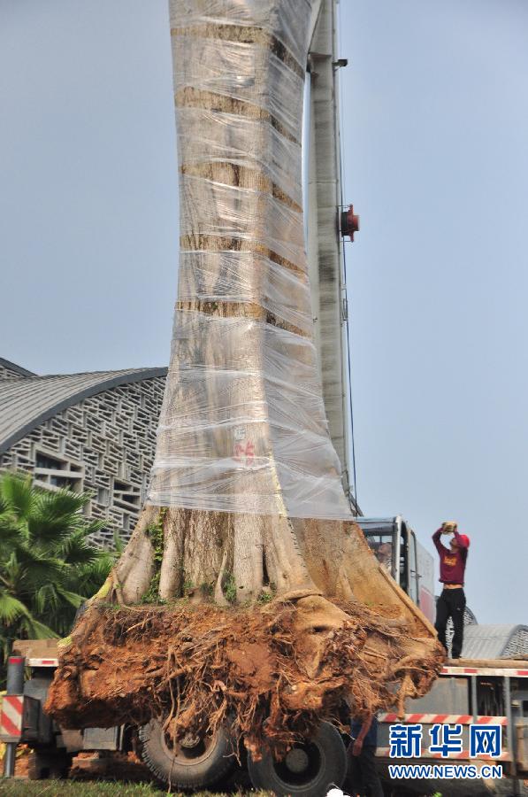 #（法制）（2）广西柳州警方找回被盗300余岁古树