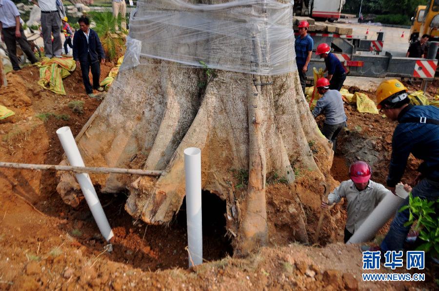 #（法制）（3）广西柳州警方找回被盗300余岁古树