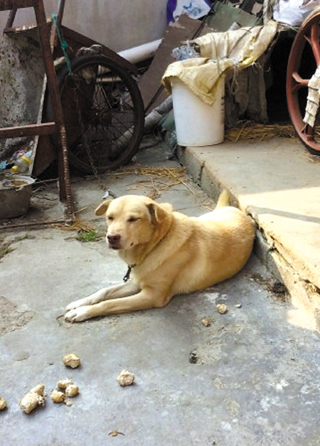 老人去世  忠犬绝食相随