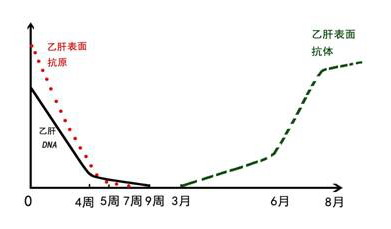 8个月时间，乐乐体内的乙肝表面抗原消失，表面抗体达到峰值。