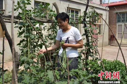 赵雪果在自家的小院里种植蔬菜。　张赫赫 摄
