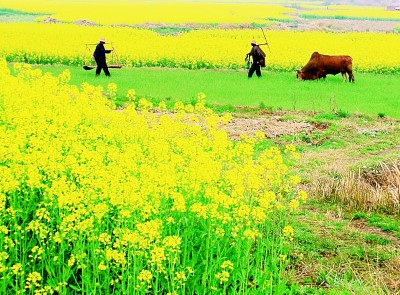 生命美学 诗意观止——读《二十四节气·七十二候》