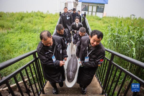 我国首次开展迁地保护长江江豚野化放归工作