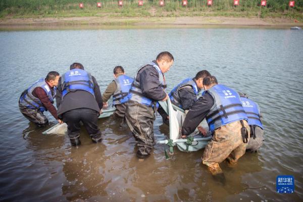 我国首次开展迁地保护长江江豚野化放归工作