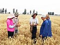 郭进考：把小麦“金种子”牢牢攥在中国人手中（组图）