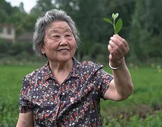 新华每日电讯丨一甲子，她帮县里1/4人口“种”出“茶饭碗”（图）