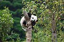 中国大熊猫保护研究中心已做好准备迎接“福宝”回家（2图）