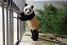 放心！大熊猫“福宝”正在安度隔离期（4图）