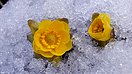 你见过破冰而出的花吗？（组图）