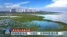 【新思想引领新征程】我国提前完成“十四五”红树林营造任务（3图）