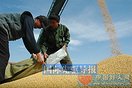 黑龙江拟保护国内最后一块非转基因大豆净土（图）